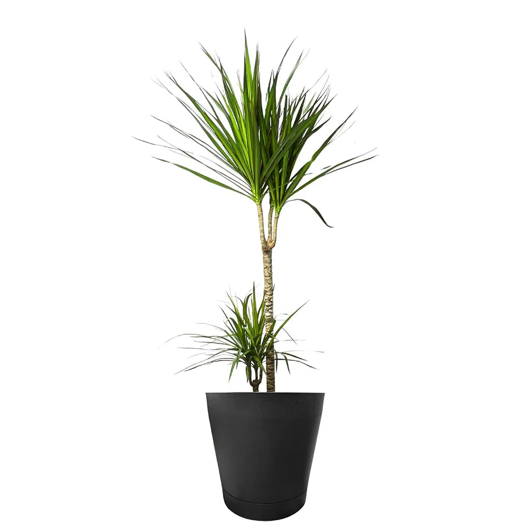 Dracaena Marginata - Altezza Pianta 100 cm, Vaso Diametro 19 cm - i Giardini di Giulia  