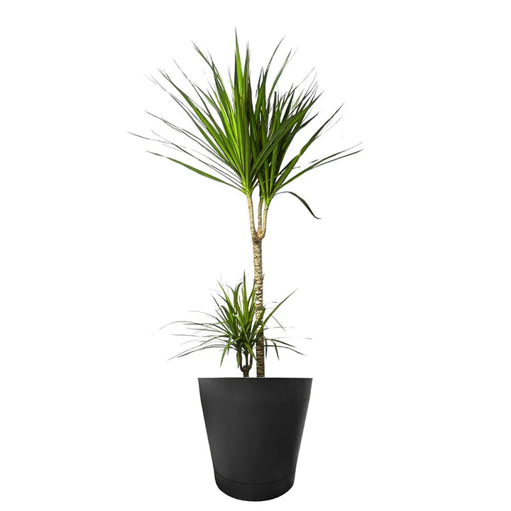 Dracaena Marginata - Altezza Pianta 100 cm, Vaso Diametro 19 cm - i Giardini di Giulia  