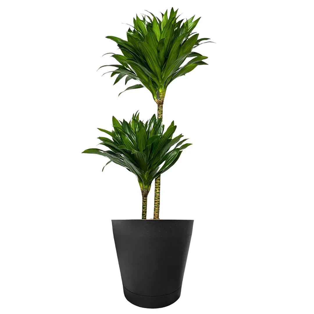 Dracaena Compacta a Due Tronchi - Altezza Pianta 100 cm, Vaso Diametro 19 cm - i Giardini di Giulia  