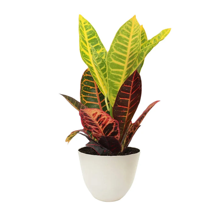 Codiaeum Petra Vaso - i Giardini di Giulia 