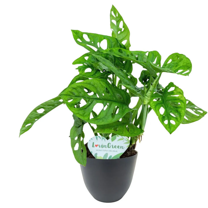 Monstera Monkey - i Giardini di Giulia 