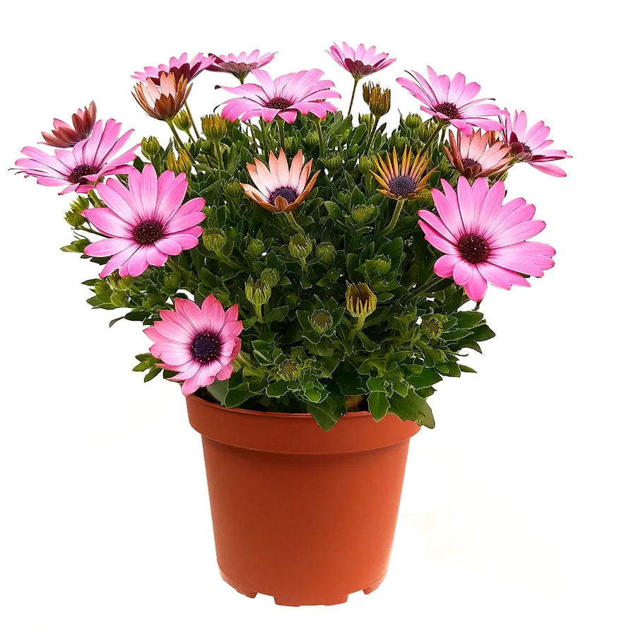 Set 3 piante di dimorfoteca colori mix vaso 14 cm - i Giardini di Giulia  