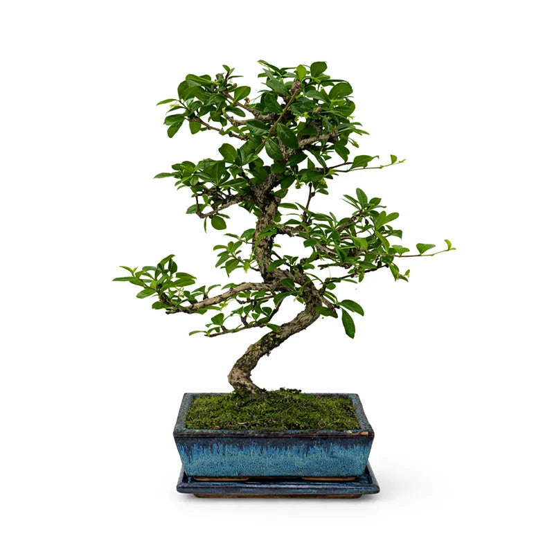 Bonsai Carmona microphylla 8 anni - esemplare premium con tronco sinuoso e chioma verde