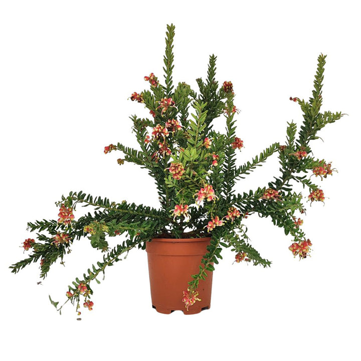 Grevillea Winter Wonder D.16 H.40 cm