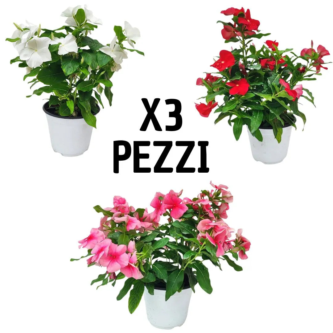 Tris di piante Vinca erecta colori assortiti in vaso 14 cm per giardini e balconi

