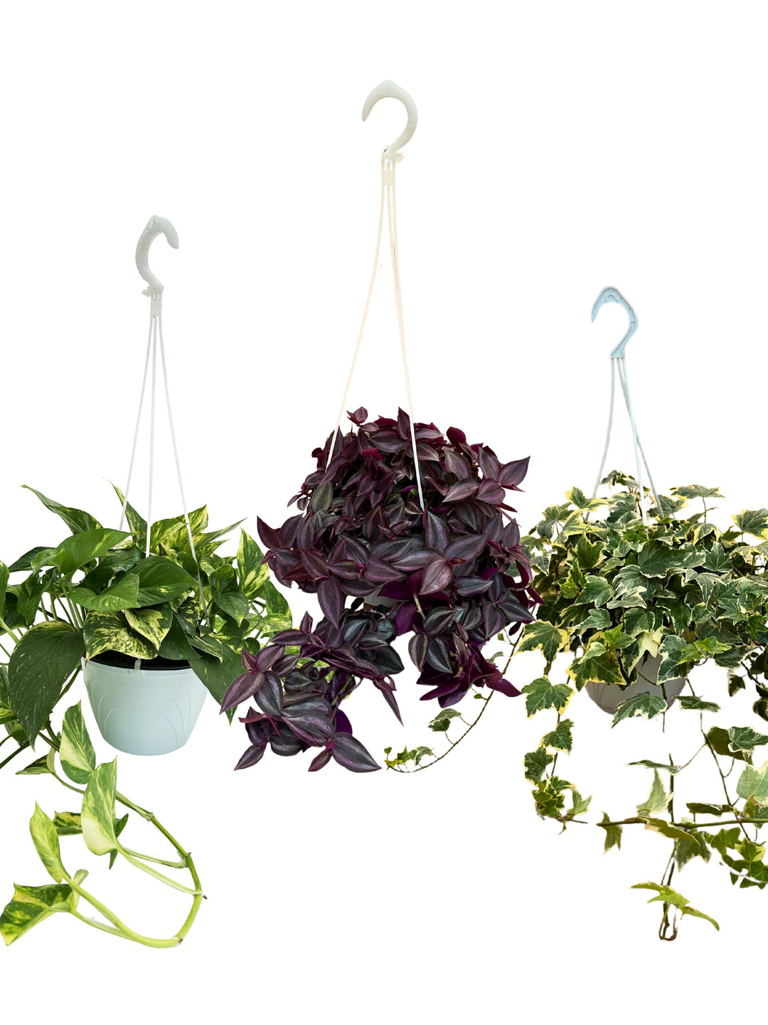 L'immagine mostra tre piante da interno in vasi sospesi con ganci bianchi. Da sinistra a destra: una pianta di Pothos con foglie verdi e screziature giallo chiare, una pianta di Tradescantia dalle foglie viola scure, e una pianta di Edera (Hedera) con foglie verdi variegate. Ogni pianta ha un portamento ricadente, con foglie che si sviluppano in modo rigoglioso verso il basso.