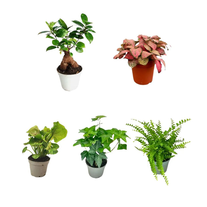 cinque piantine tra cui una fittonia tre piantine verdi e un bonsai 