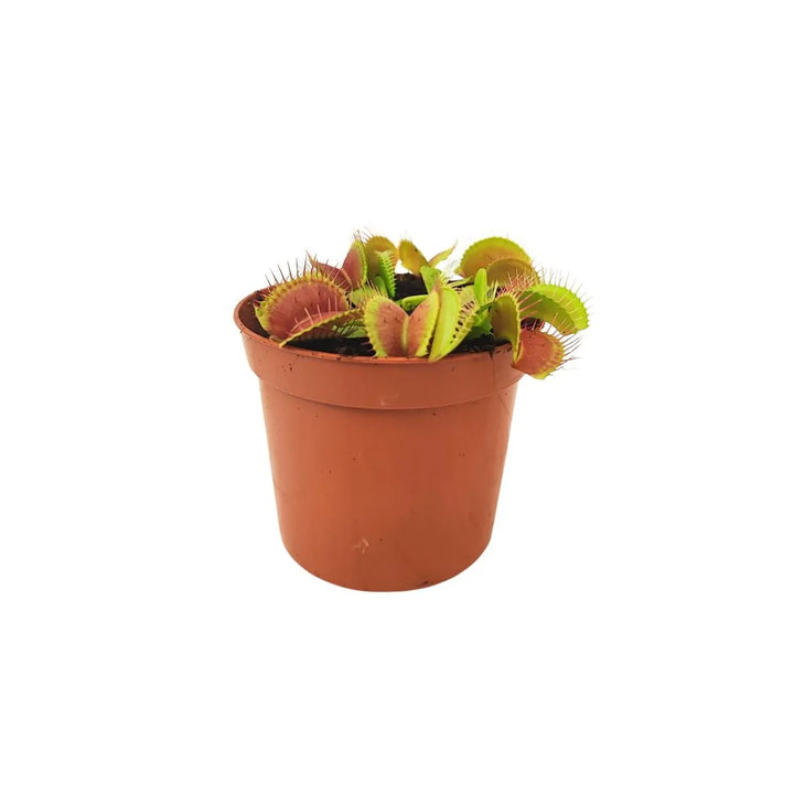piccola dionea in un vaso di plastica colore marrone 