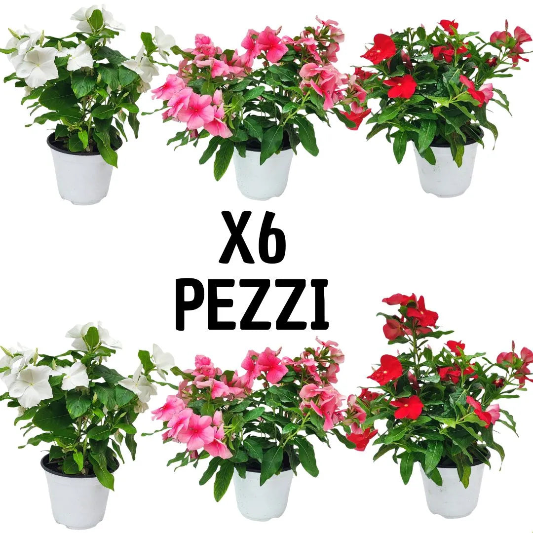 Set da 6 piante di Vinca erecta in vaso Ø14 cm con fiori bianchi, rosa e rossi