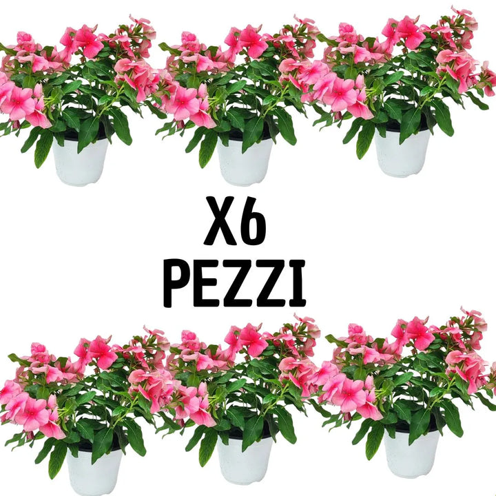 Sei piante di Vinca erecta con fiori rosa in vaso da 14 cm – set decorativo da esterno

