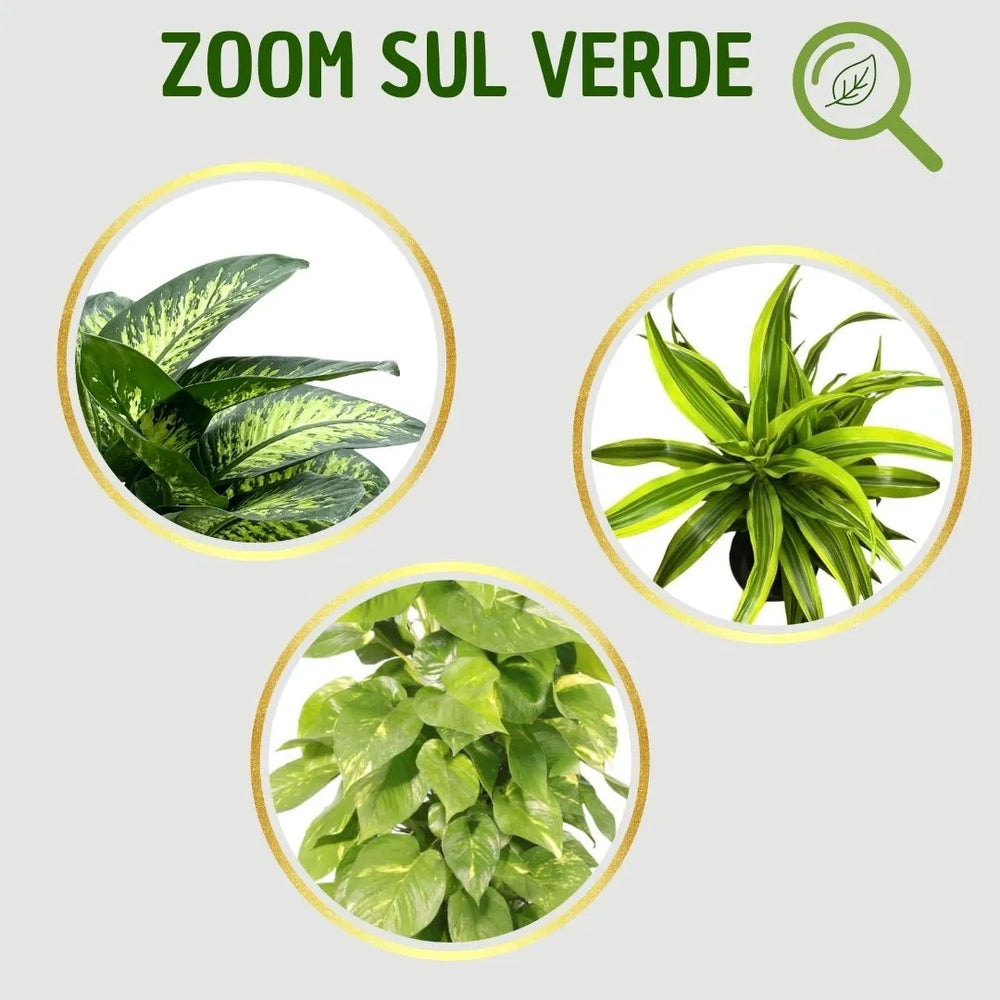 Tre cerchi che mostrano da vicino le foglie di Dieffenbachia, Dracaena e Pothos, con texture naturali e colori intensi.