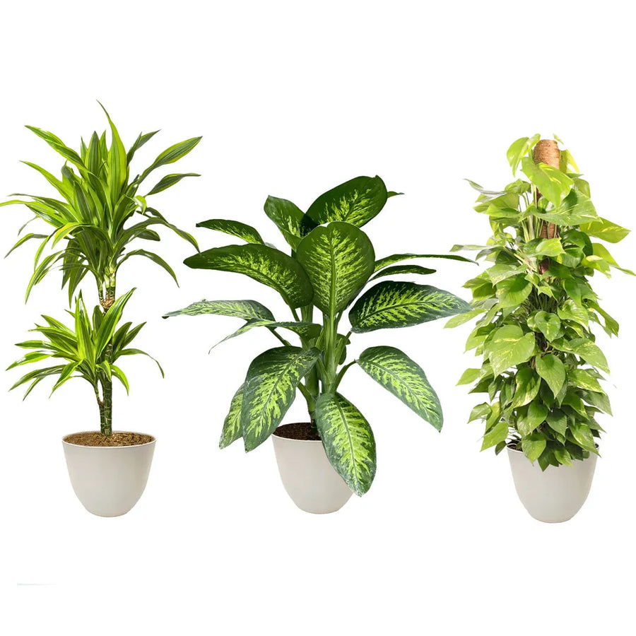 tre piate Dracaena, Dieffenbachia e Pothos messe in un vaso bianco e avorio  su sfondo bianco 