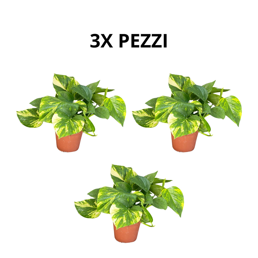 illustrazione del contenuto del Set da 3 piante di Pothos