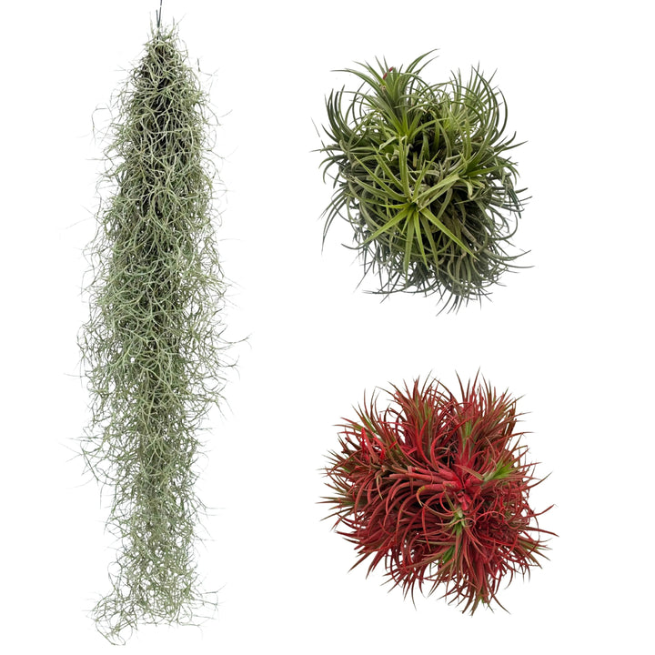 illustrazione del set 