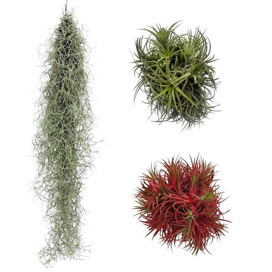 illustrazione del set 