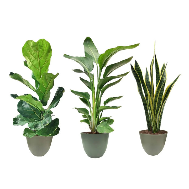 Set decorativo con tre piante vere in vaso verde rosmarino foglie grandi e lucide di Ficus, Strelitzia tropicale e Sansevieria a foglie verticali.