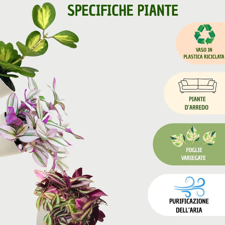 Infografica che mostra le specifiche delle piante 