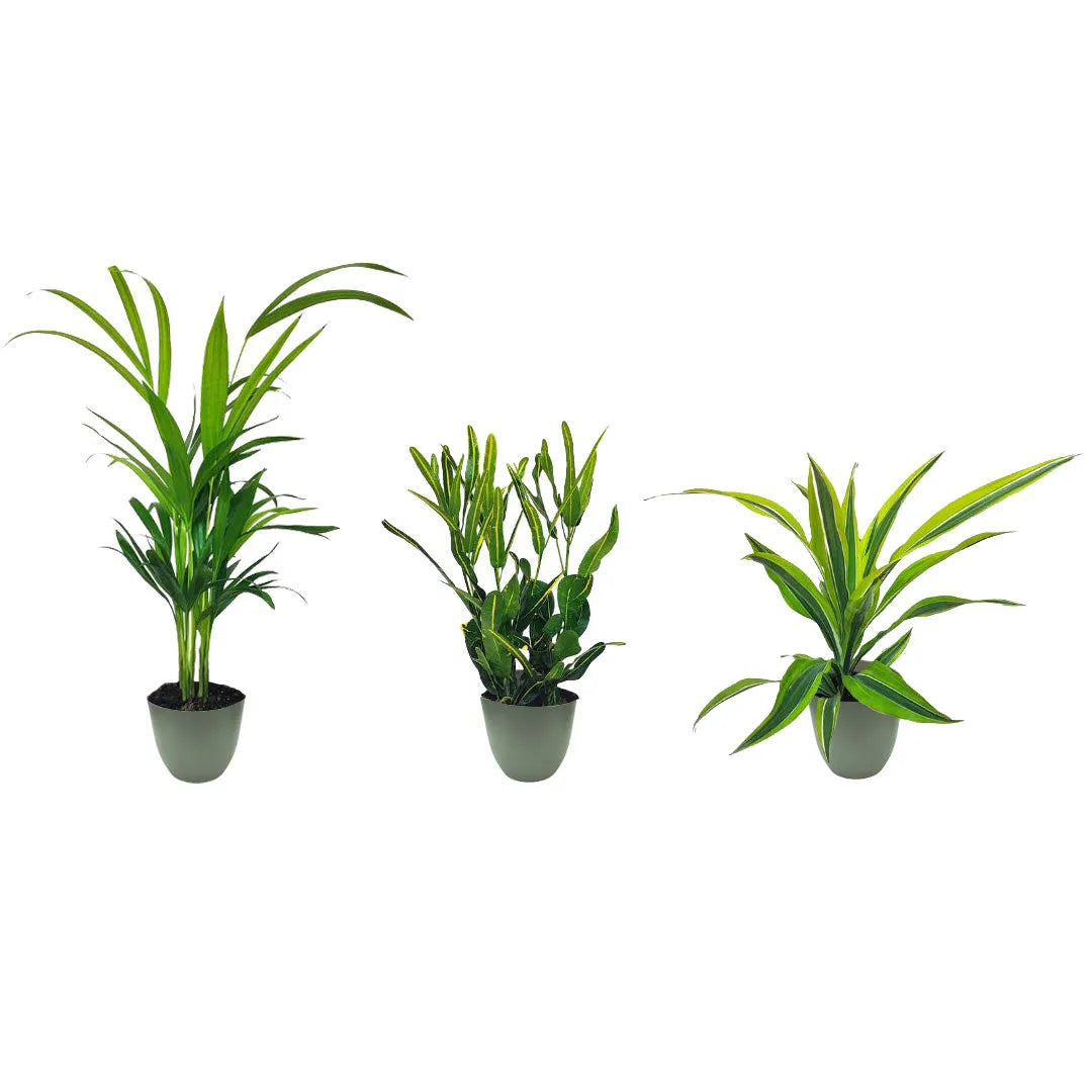 tre piante messe in tiga posizionate in un vaso verde rosmarino 