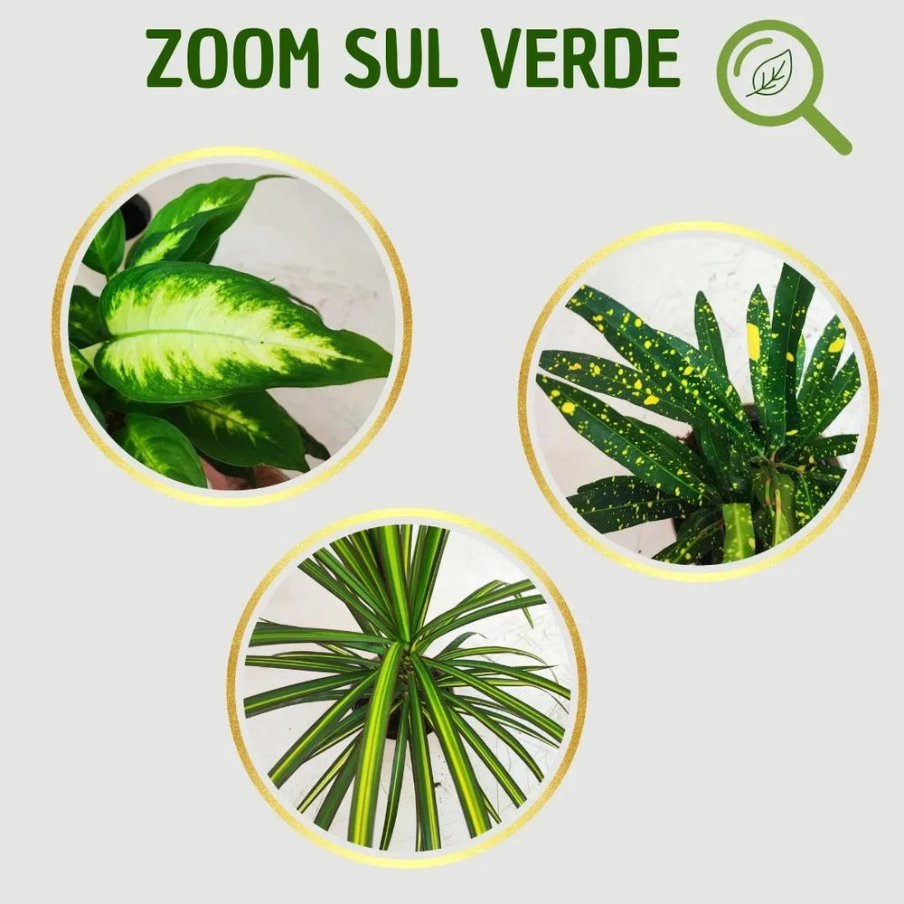 infografica che mostra lo zoom delle foglie delle piante del set 