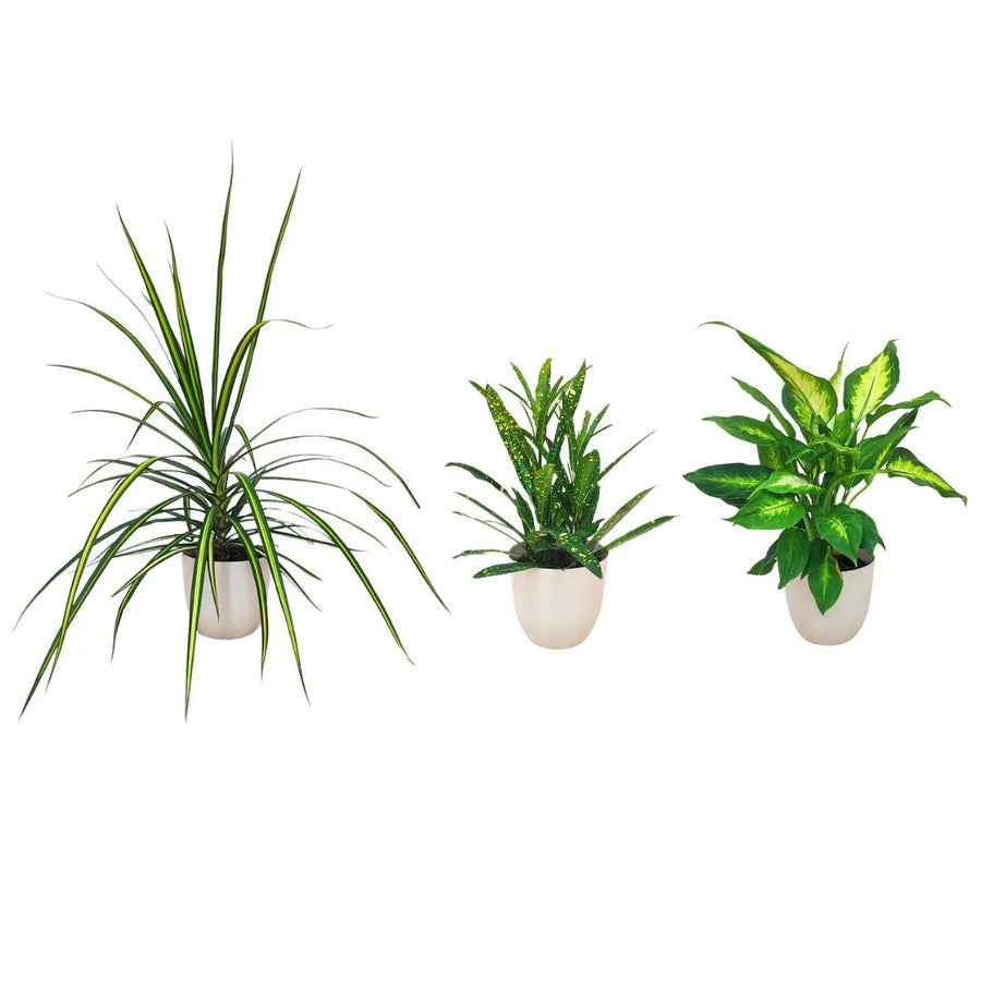 tre piante messe in fila messe in un vaso avorio 