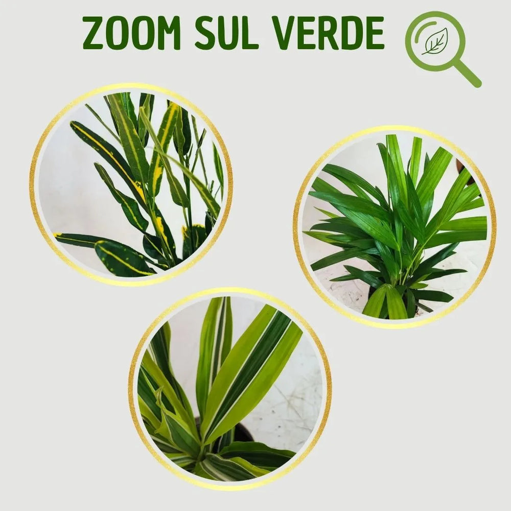 infografica che mostra tre cerchi con uno zoom sulle foglie delle tre piantine 