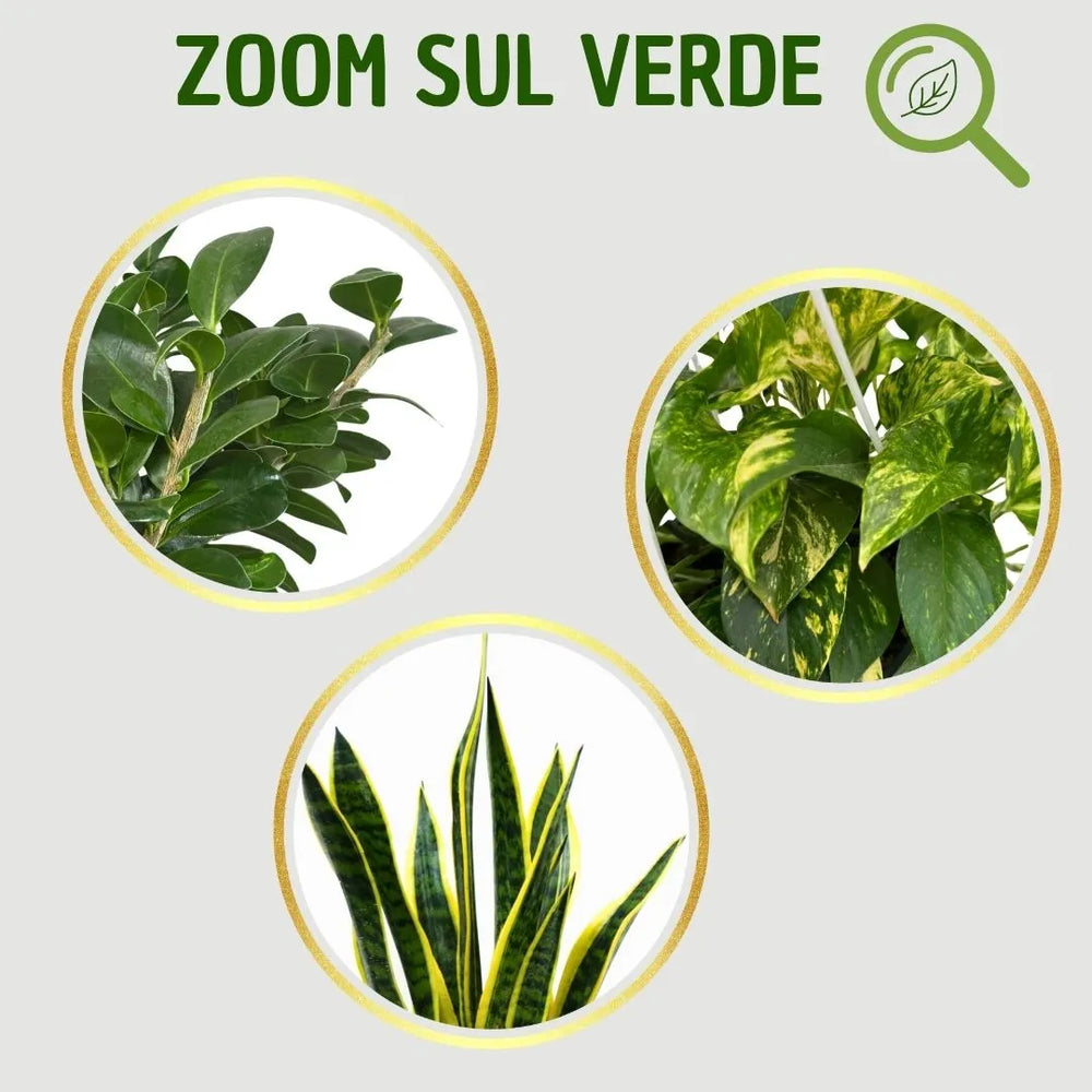 Infografica con tre cerchi che mostrano uno zoom sulle foglie delle tre piante presenti nel set 