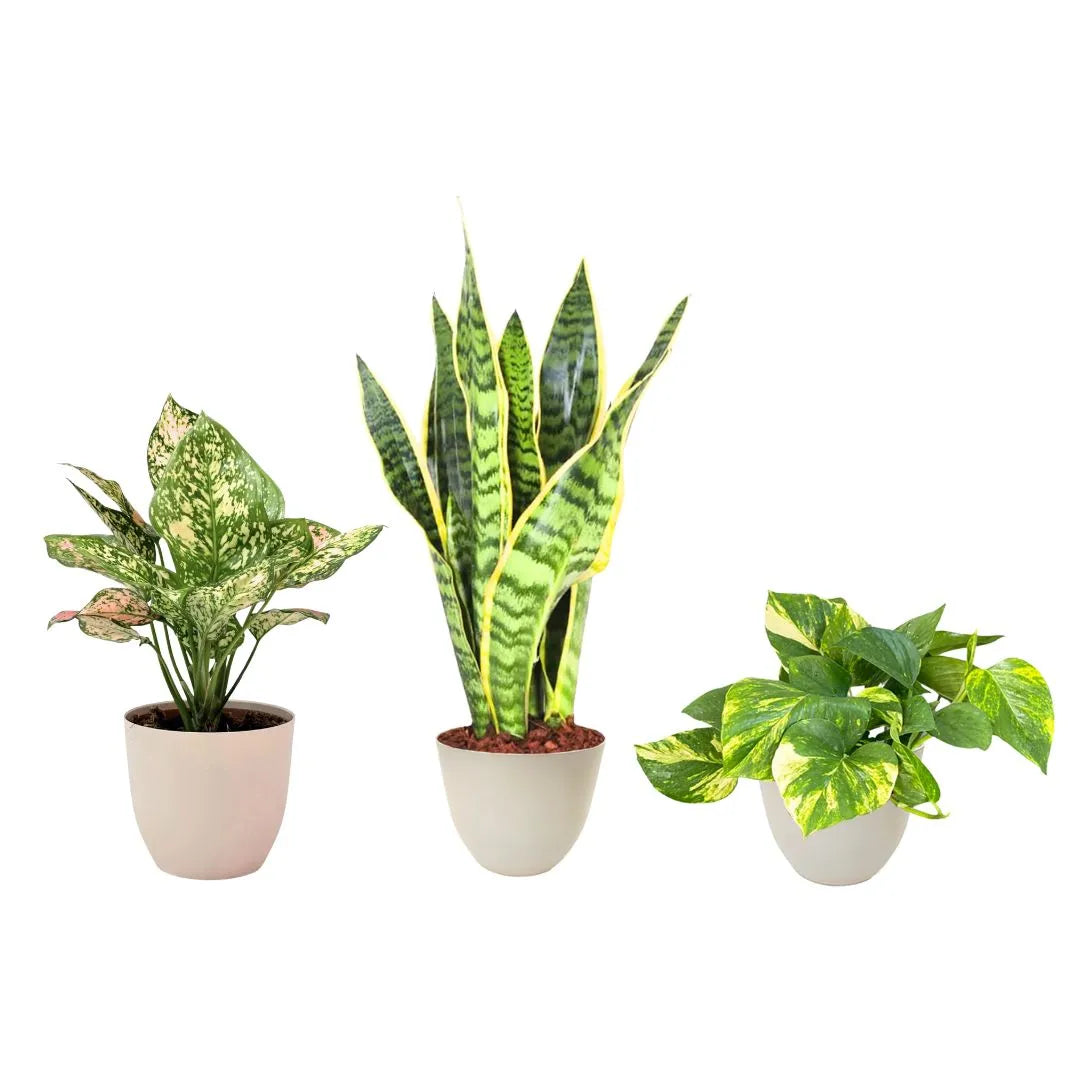 Composizione decorativa di tre piante d’interno in vasi color avorio: Pothos, Sansevieria e Aglaonema con foglie rosa-verdi.
