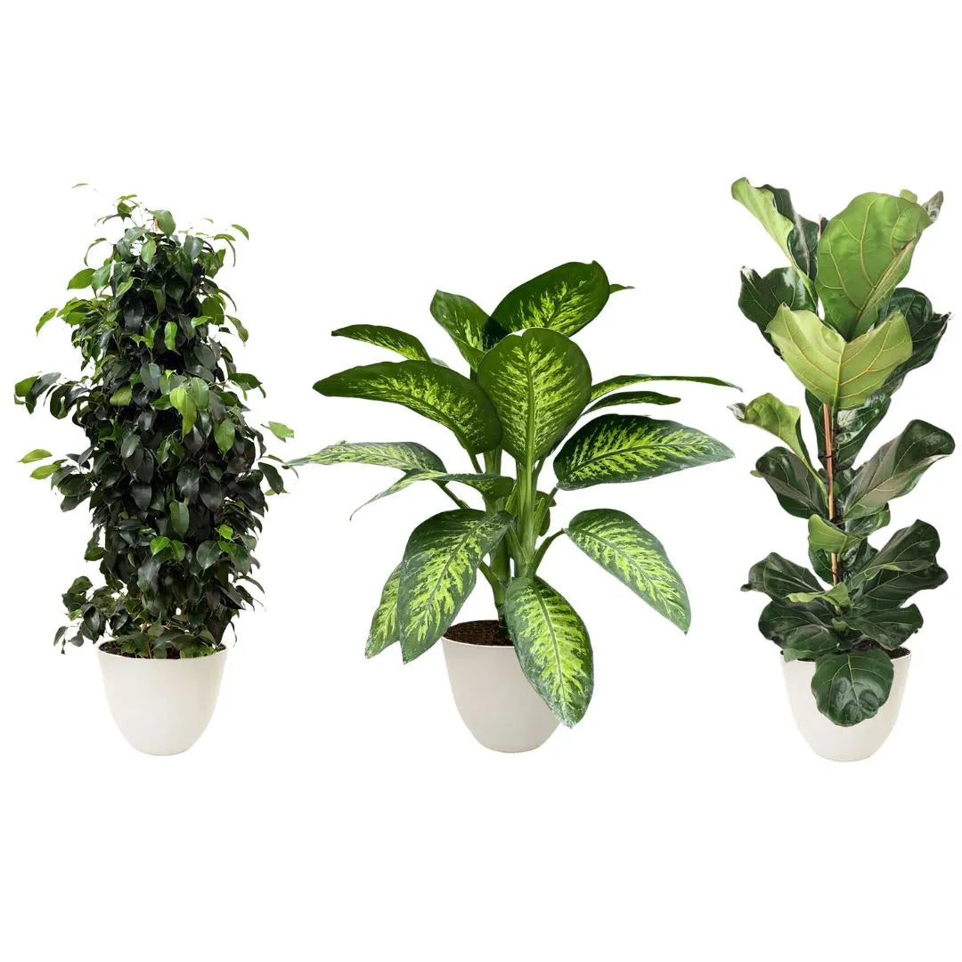 Tre piante verdi in vaso bianco: a sinistra un ficus benjamin slanciato, al centro una dieffenbachia Tropic Snow con foglie variegate e a destra un ficus lyrata con foglie grandi.