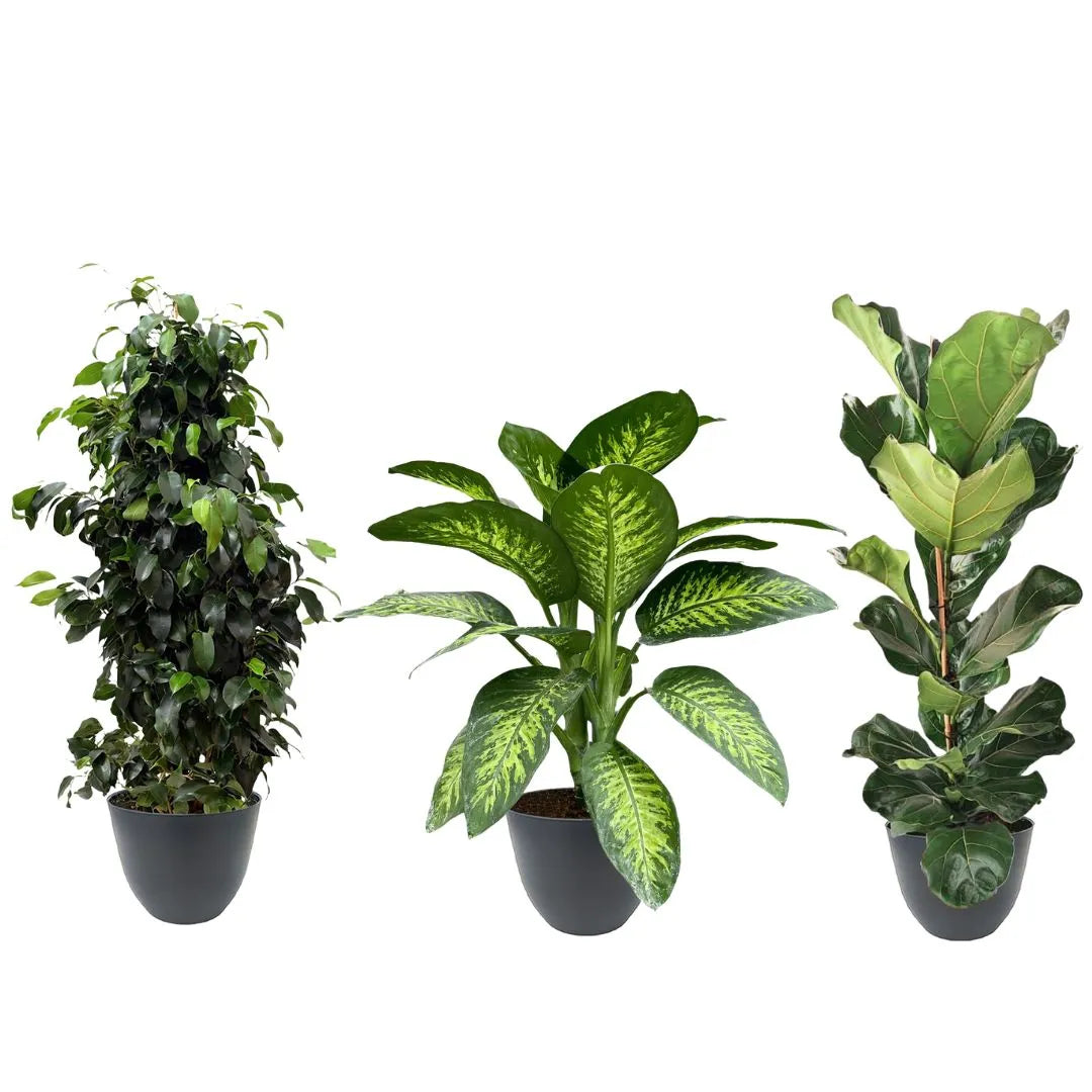 Ficus benjamin, dieffenbachia Tropic Snow e ficus lyrata disposti in vasi antracite su sfondo bianco