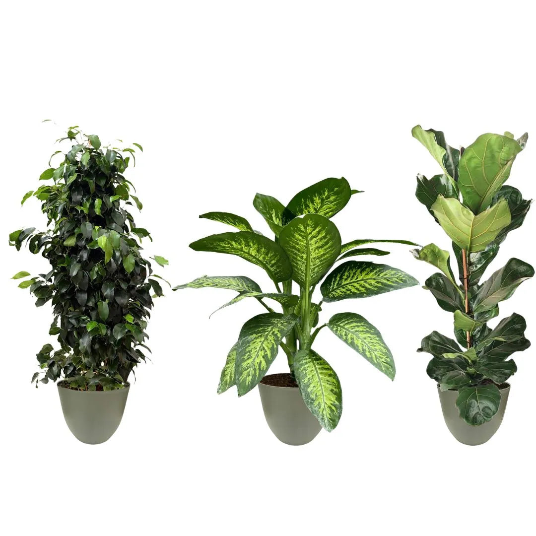 Composizione di tre piante in vaso verde rosmarino: ficus benjamin a sinistra, dieffenbachia al centro e ficus lyrata a destra.