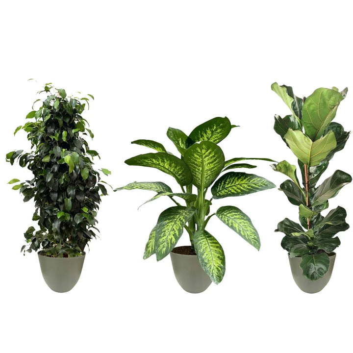 Composizione di tre piante in vaso verde rosmarino: ficus benjamin a sinistra, dieffenbachia al centro e ficus lyrata a destra.