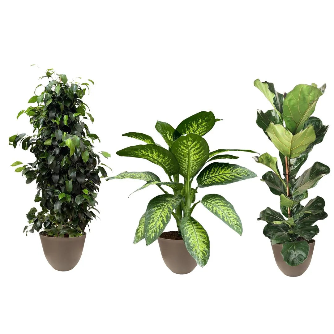 Tris di piante in vaso color tortora: ficus benjamin con chioma folta, dieffenbachia Tropic Snow centrale e ficus lyrata a foglia ampia.