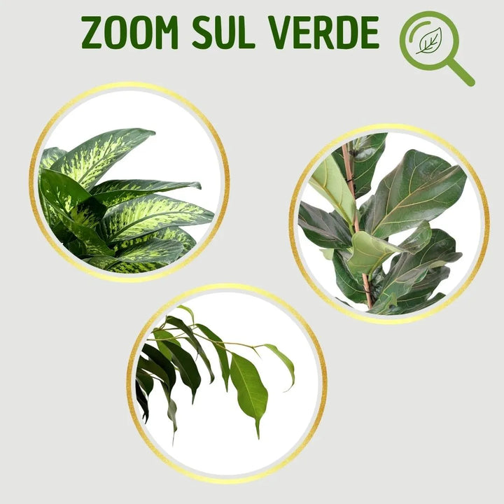 Primo piano su tre tipi di foglie: in alto a sinistra le foglie variegate della Dieffenbachia Tropic Snow, in alto a destra le foglie grandi e venate del Ficus Lyrata, in basso le foglie sottili e pendenti del Ficus Benjamina.