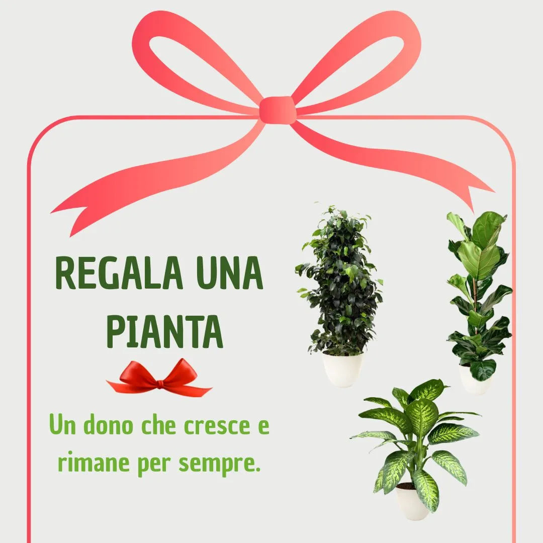 Immagine con nastro regalo e le tre piante illustrate: ficus benjamin, dieffenbachia Tropic Snow e ficus lyrata.