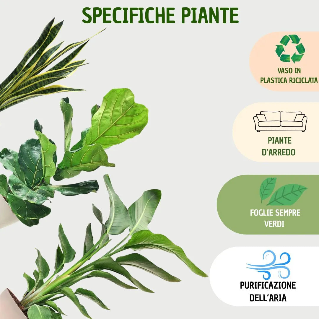 Dettagli sulle piante del set: vaso in plastica riciclata, foglie sempreverdi, funzione d’arredo e capacità di purificare l’aria.