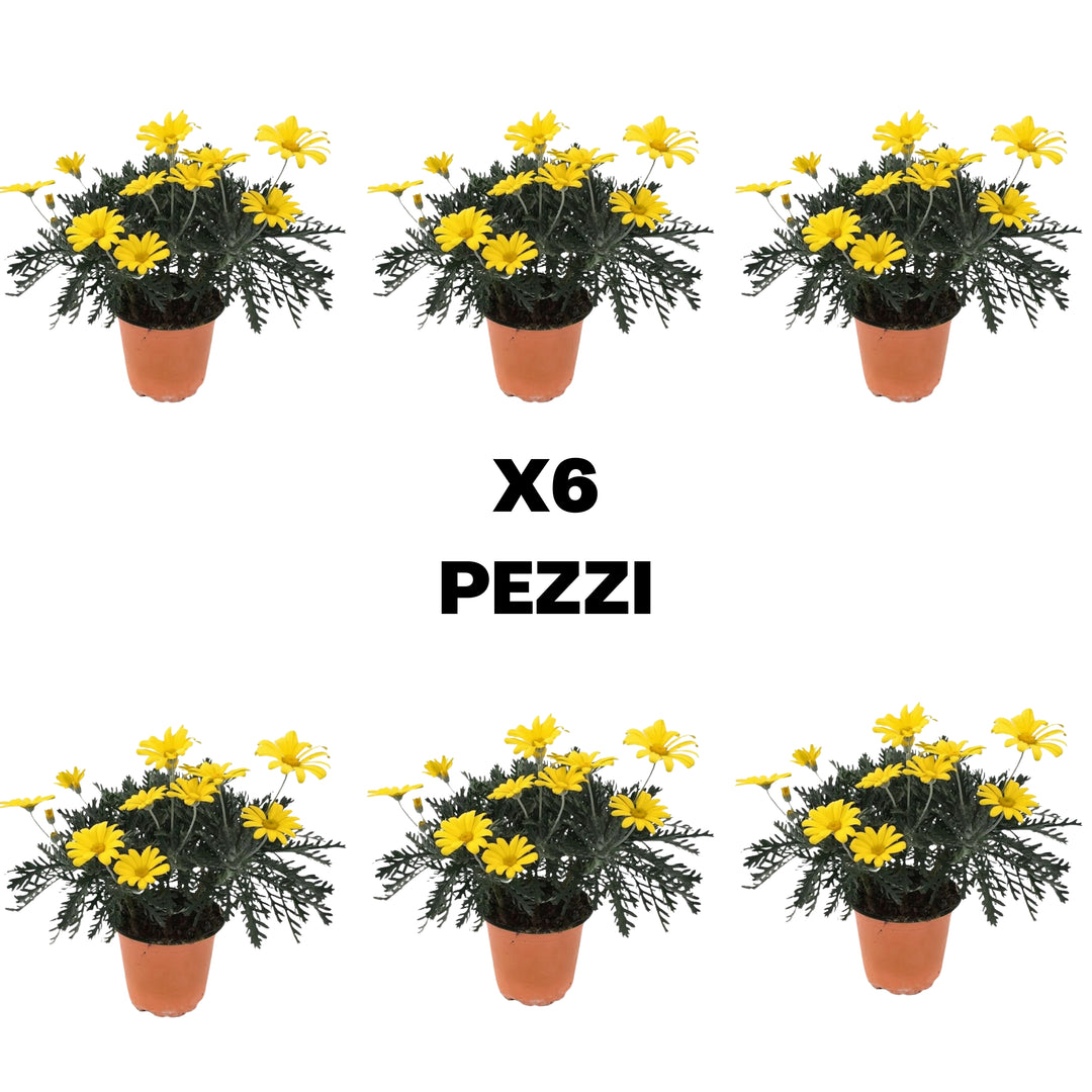 Set piante di Euryops D. 14 cm H. 30 cm - i Giardini di Giulia  