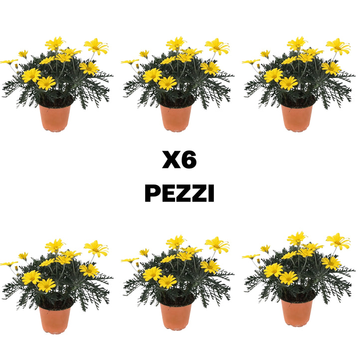 Set piante di Euryops D. 14 cm H. 30 cm - i Giardini di Giulia  