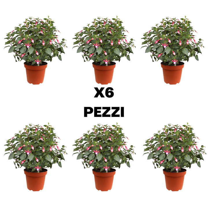 Illustrazione del contenuto del set di 6 piante di Fucsia