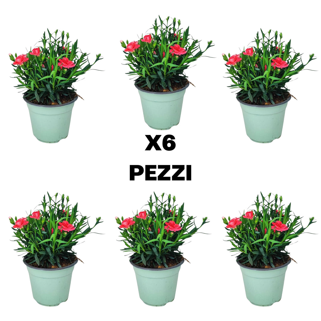 Illustrazione del contenuto del set da 6 Piante di Garofano