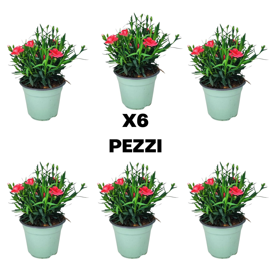 Illustrazione del contenuto del set da 6 Piante di Garofano