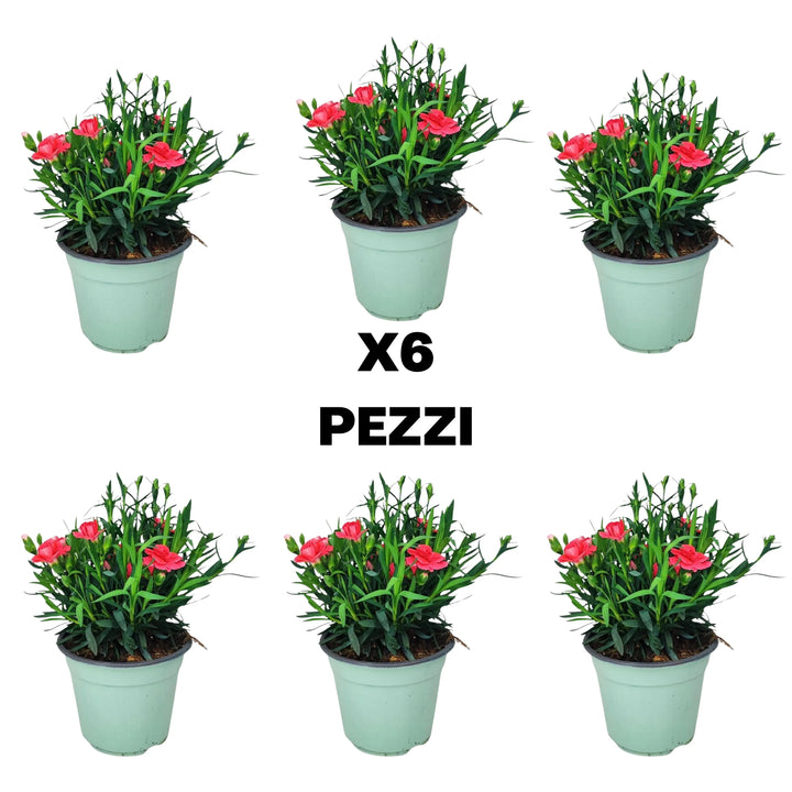 Illustrazione del contenuto del set da 6 Piante di Garofano