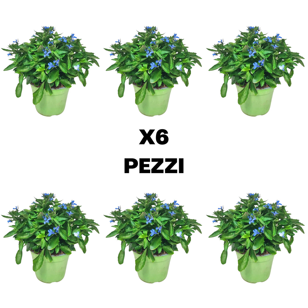 Illustrazione del contenuto del set da 6 pezzi di Lobelia