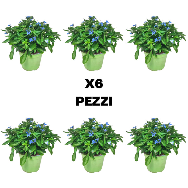 Illustrazione del contenuto del set da 6 pezzi di Lobelia