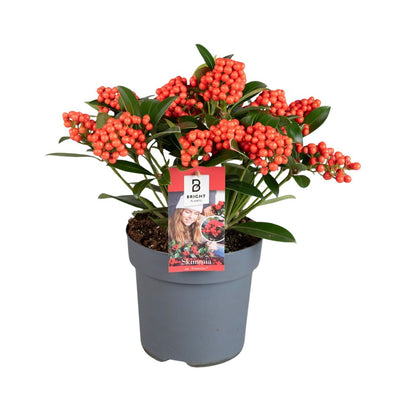 Skimmia japonica Temptation H.35 cm