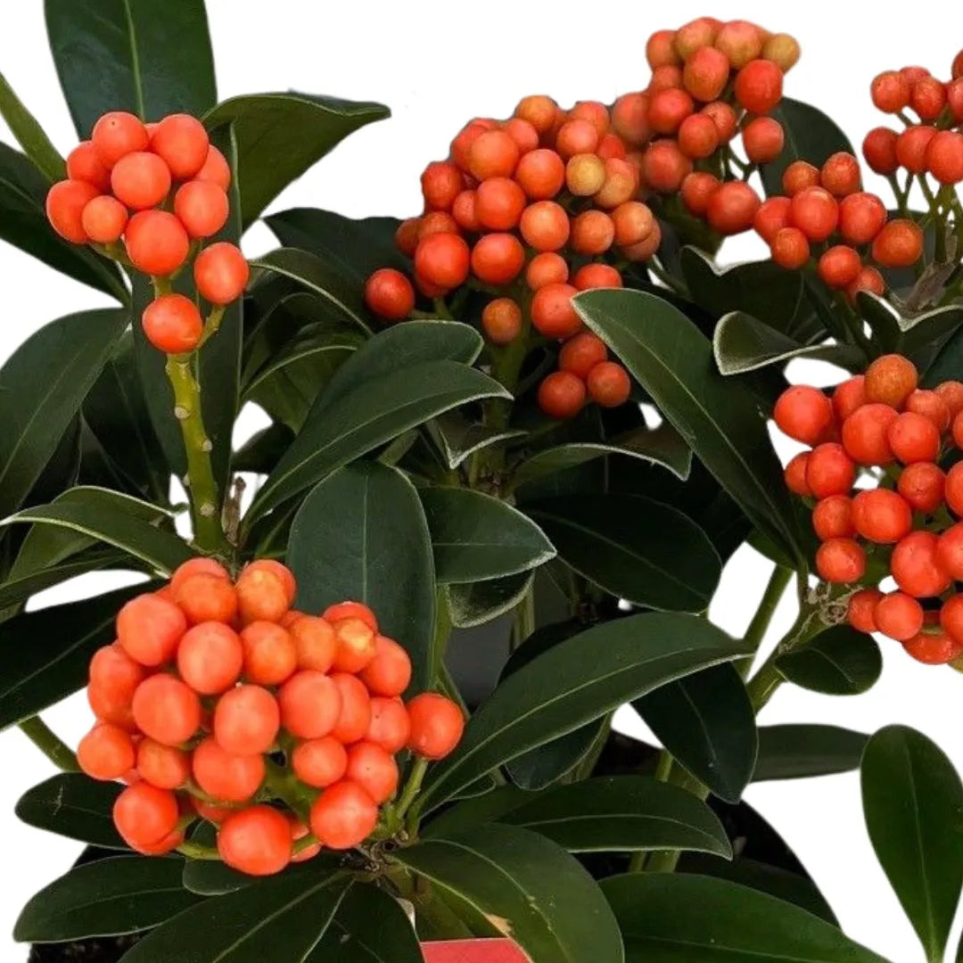 Primo piano di foglie verdi scure e bacche tonde rosse raccolte in densi grappoli, con superficie liscia e lucente.

