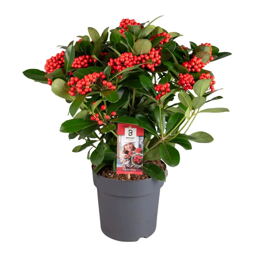 Pianta con foglie verdi scure e lucide, ricca di grappoli di piccole bacche rosse, sistemata in un vaso grigio su sfondo bianco.