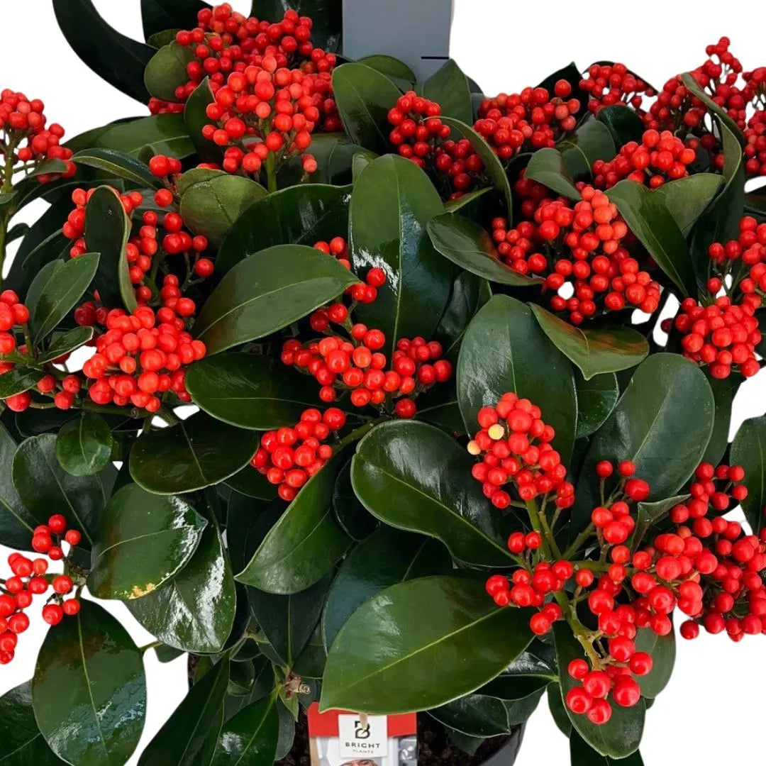 Primo piano di foglie verdi lucide e grappoli fitti di bacche rosse brillanti, disposte in modo uniforme tra i rami.

