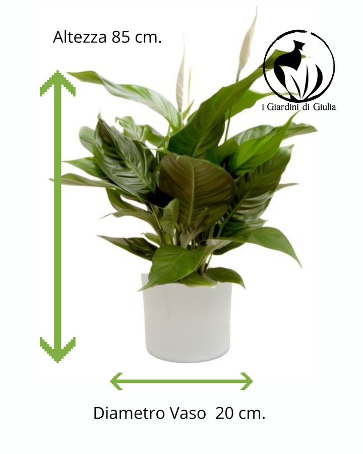 misure del Pianta di Spatifillo o Spathiphyllum 