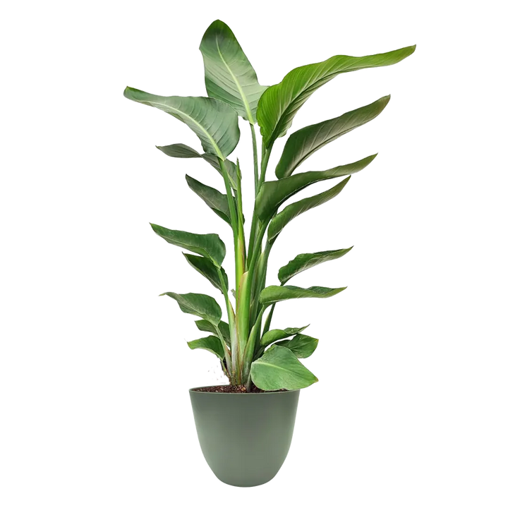 Strelitzia Nicolai con foglie verdi in vaso riciclato verde da 20 cm, altezza 80 cm