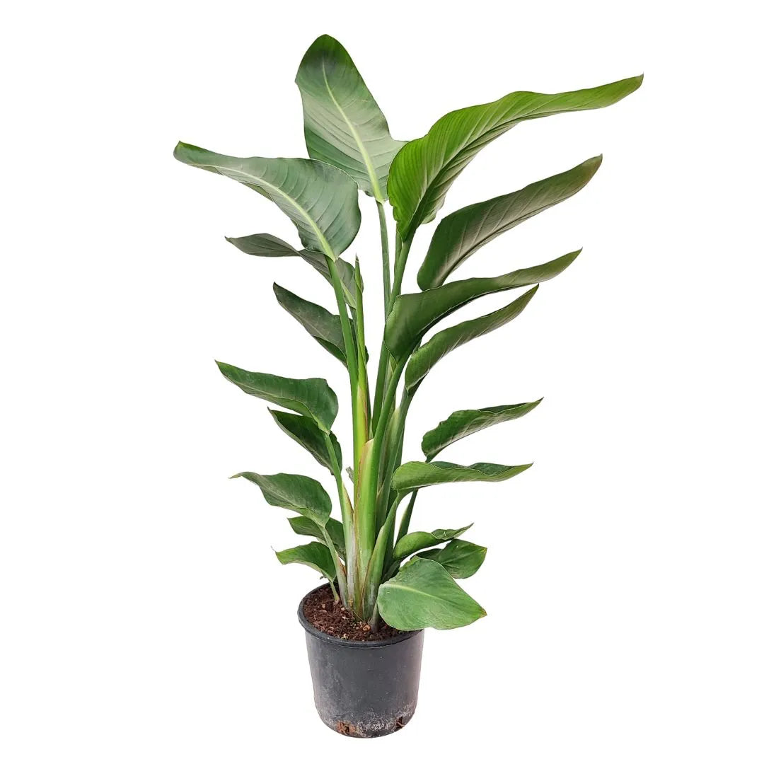 Pianta di Strelitzia Nicolai alta 90 cm in vaso da coltivazione – foglie verdi tropicali eleganti